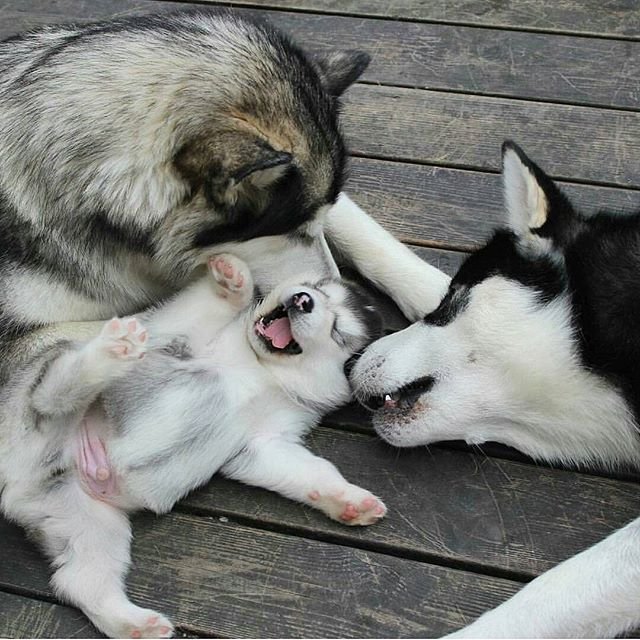 husky mom and babies