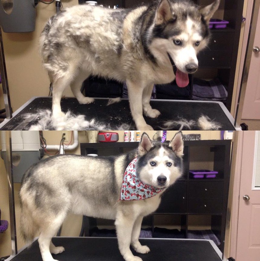 Husky Pictures Before And After Grooming