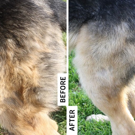 Husky Pictures Before And After Grooming