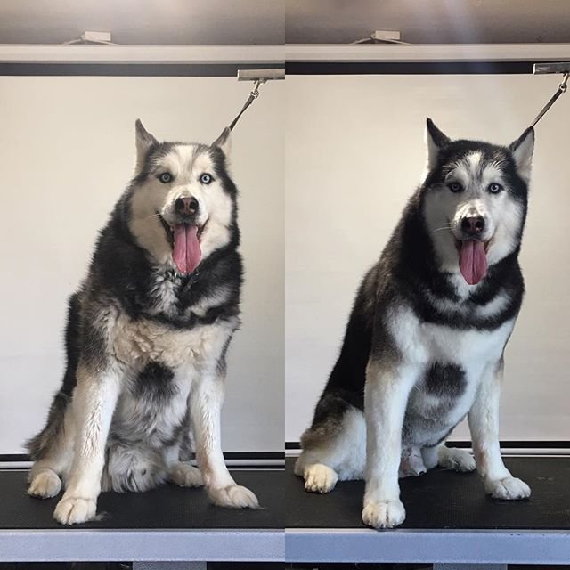 Husky Pictures Before And After Grooming