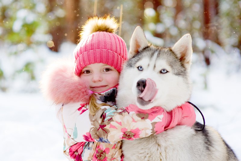 Facts About the Siberian Husky