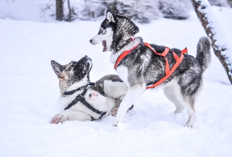 Huskies are our favorite people