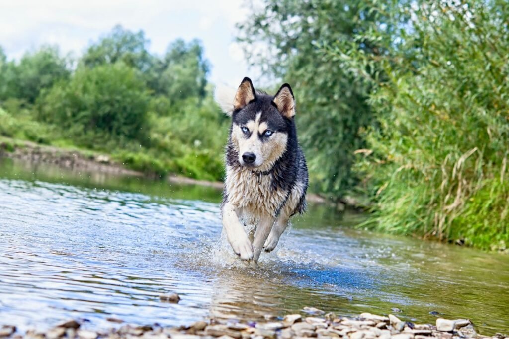 Make Your Siberian Husky Happy