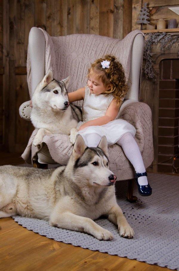 Reasons To Own A Siberian Husky