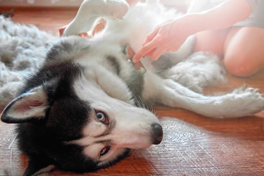 Make Your Siberian Husky Happy