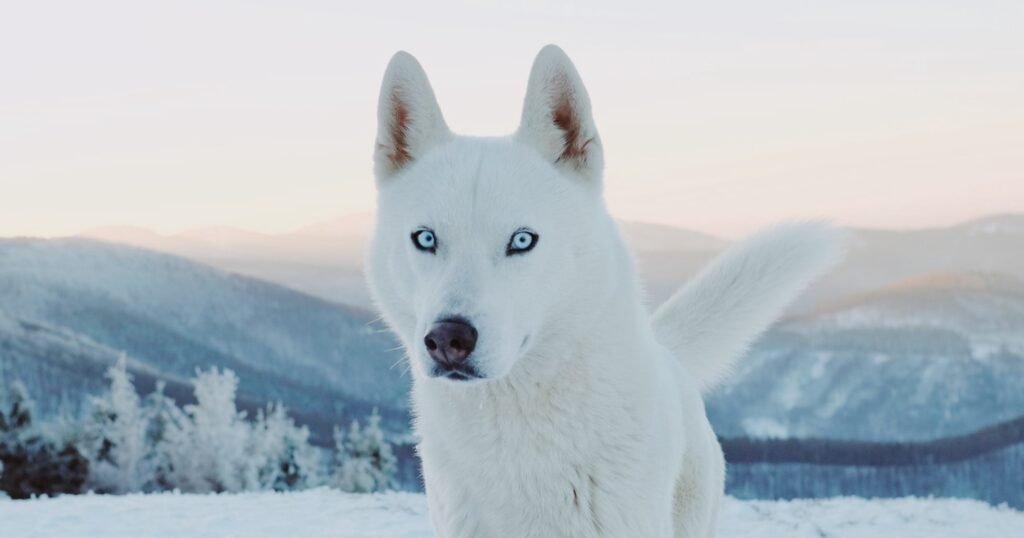 Best Siberian Husky Names