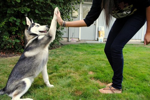 Make Your Siberian Husky Happy