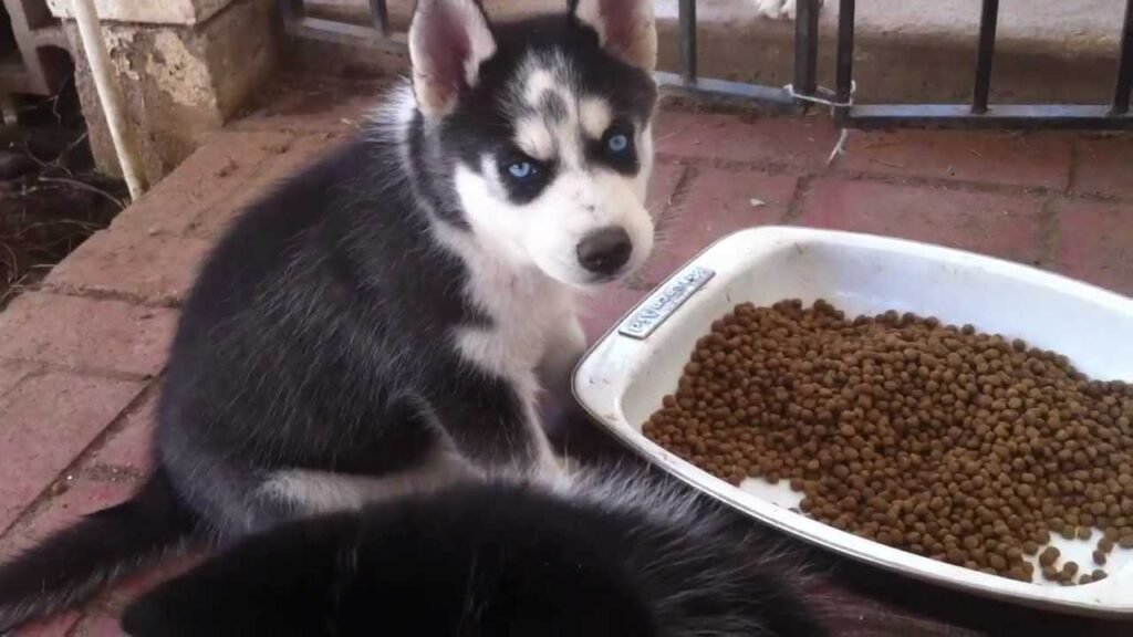 Take Care Of A Husky Puppy