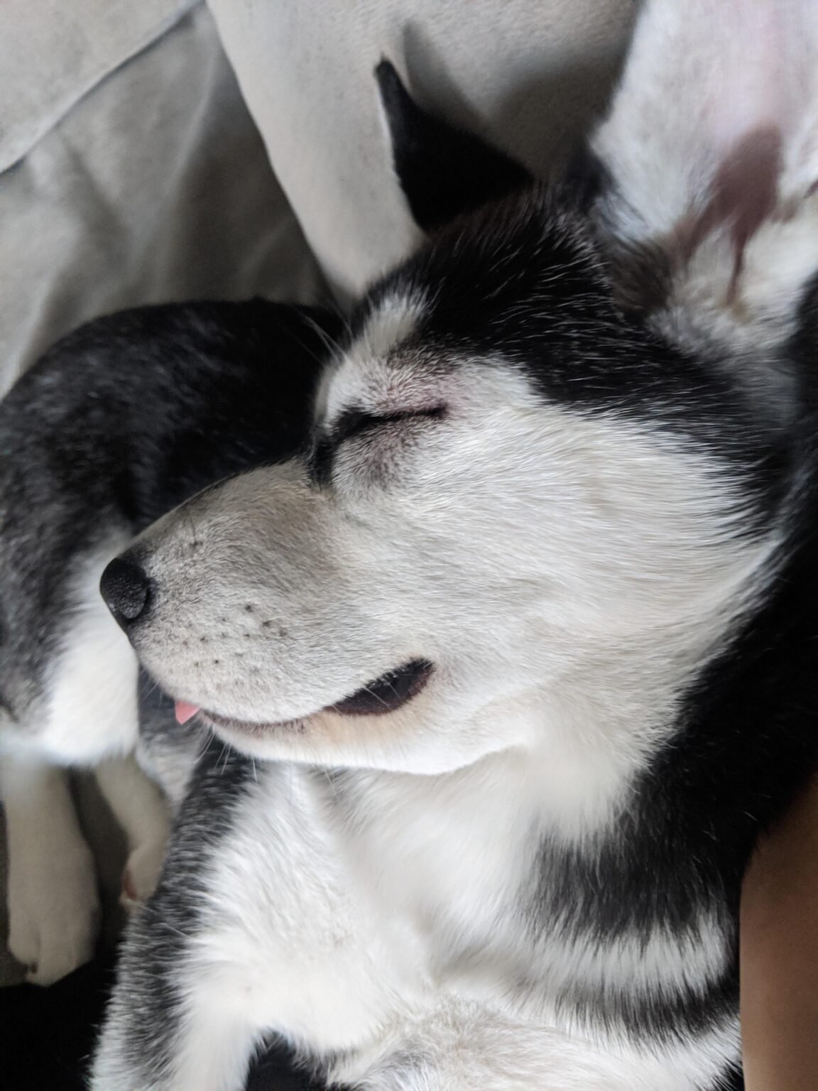 How To Take Care Of A Husky Puppy A FirstTime Owner’s Guide