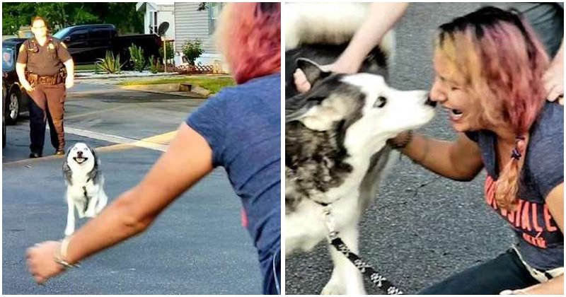 Woman Reunites With Her Husky