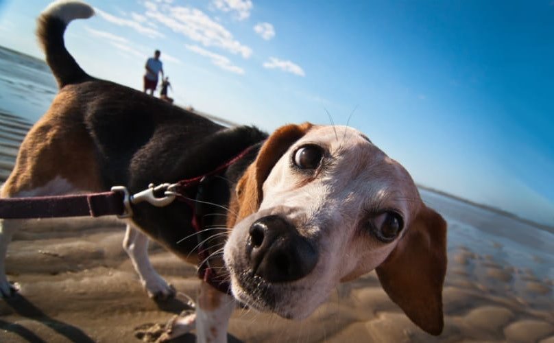 Pulling Tight On Your Dog’s Leash