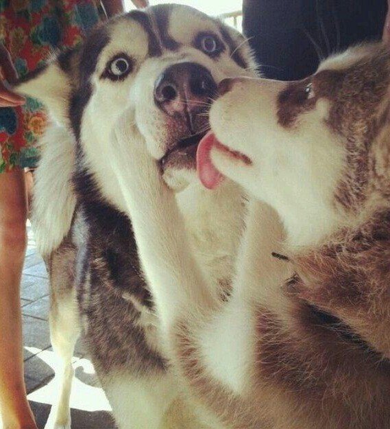 Husky Couples Redefined #RelationshipGoals