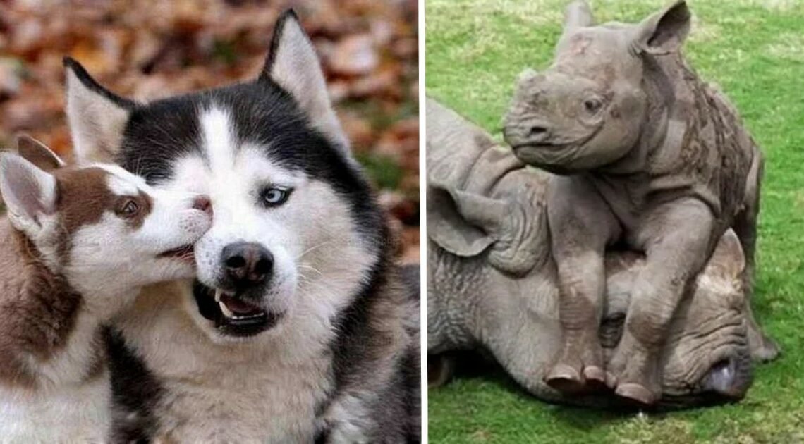 Animals Being Annoying To Mom