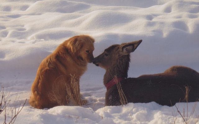 Animals and Their Unlikely BFFs