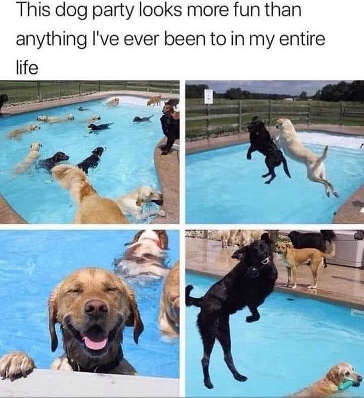 Hilarious Dogs Memes