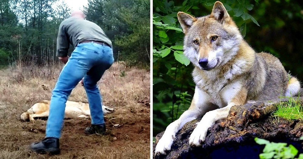 Man Saves A Dying Wolf And Her Cubs