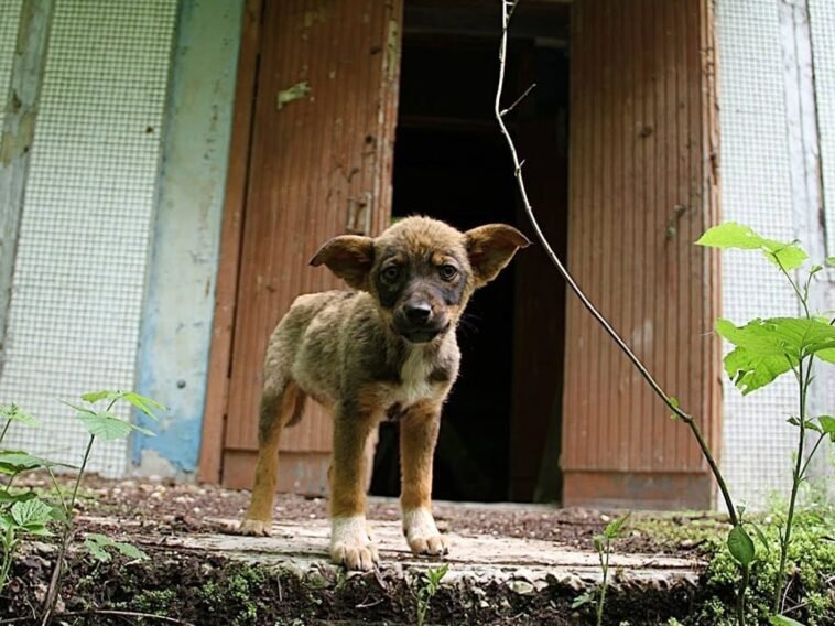 11 Signs Of Animal Cruelty And How You Can Help