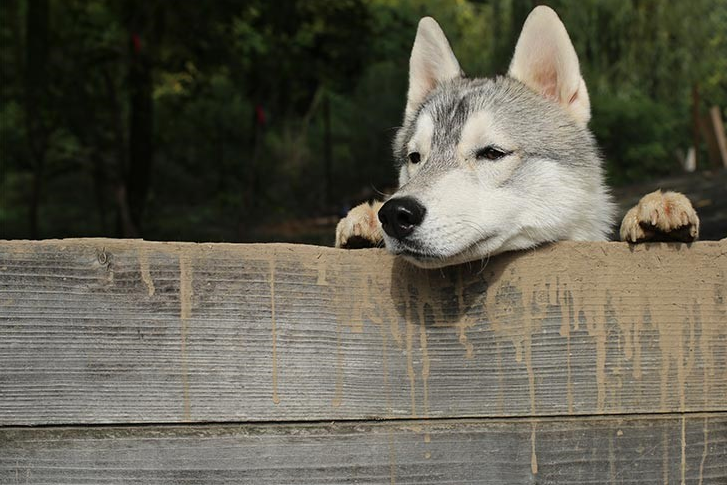 Universal Husky Rules