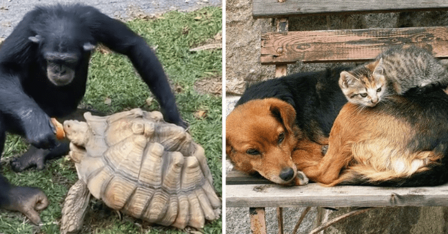 20 Funny Animal Pictures That You Need In Your Life