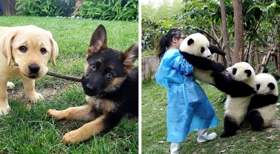 Adorable Pics Of Animal Friendship