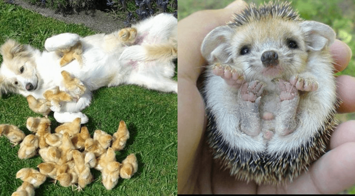 lovely baby animals