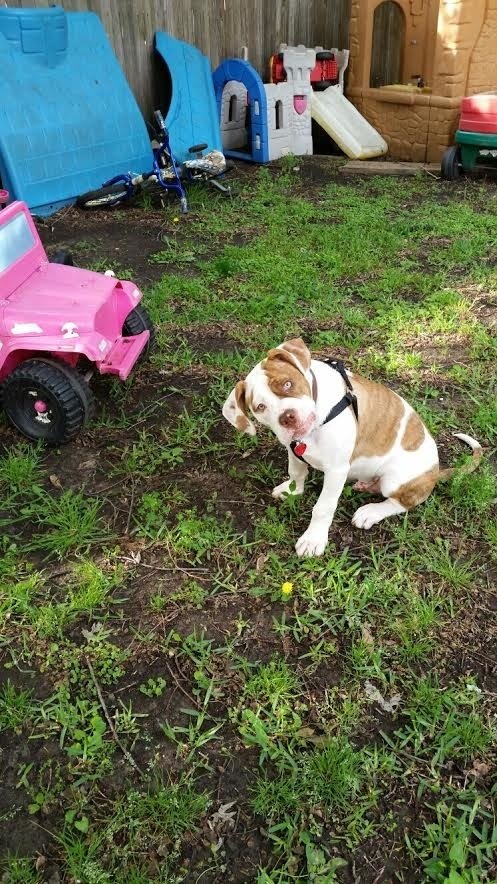 Doggos Living Their Best Dog Life