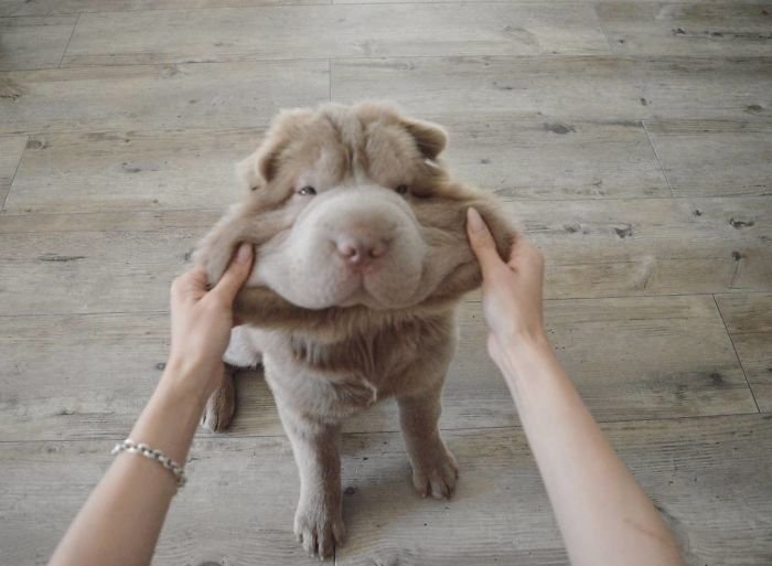 Dogs With Cute Cheeks