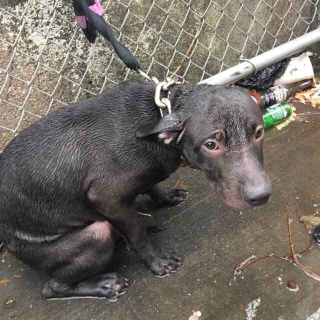  Officer Adopts Abandoned Dog