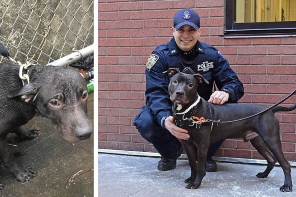 Officer Adopts Abandoned Dog