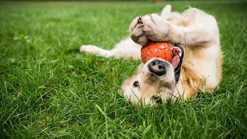 TAKE THE FAMILY DOG ON HOLIDAY