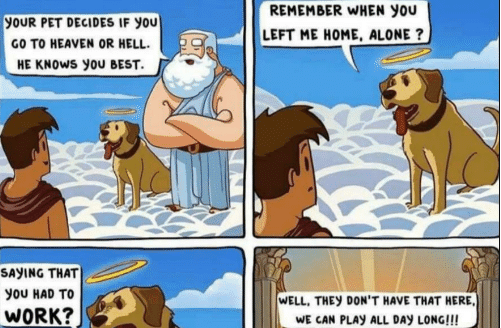 we don't deserve dogs