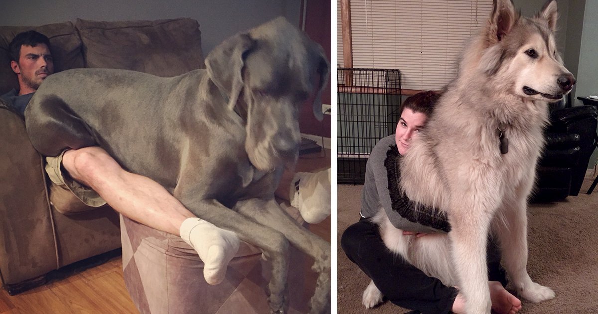 15 Giant “Lap” Dogs Who Still Keep The Puppy Soul