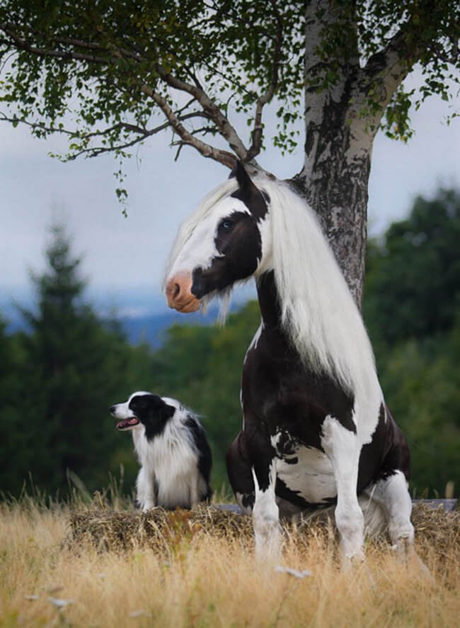 Animal Brothers From Another Mother