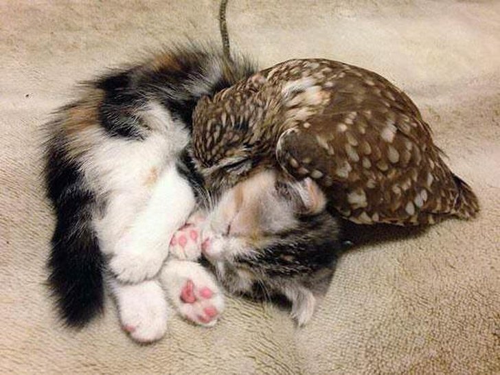 Animals That Are Perfect for Hugging