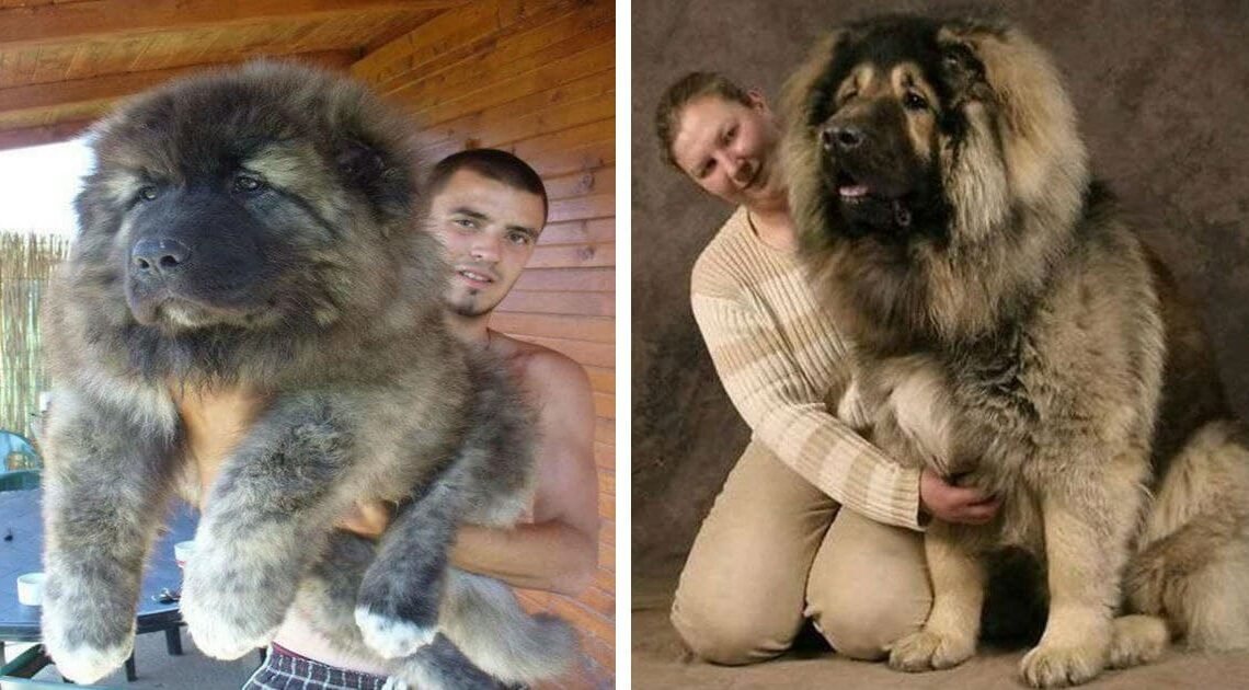 Animals That Are Perfect for Hugging