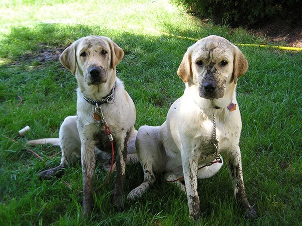 Dog Best Friends