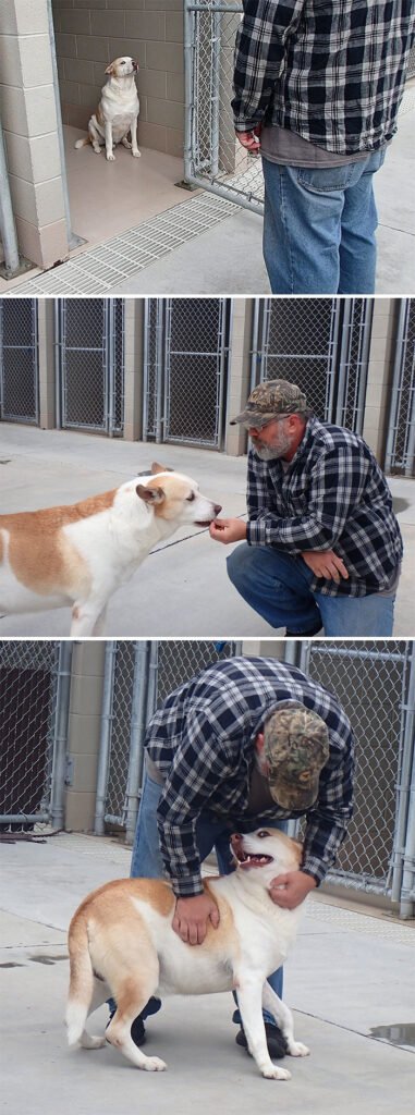 Dogs Returned To Their Home