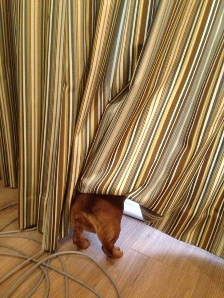 Dogs Who Have Aced The Art of Camouflage