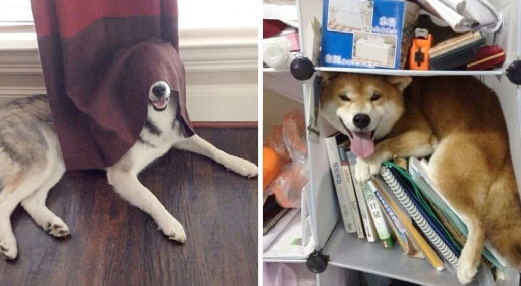 Dogs Who Have Aced The Art of Camouflage