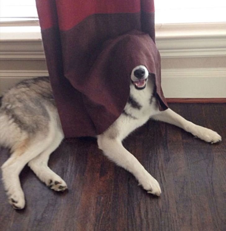 Dogs Who Have Aced The Art of Camouflage
