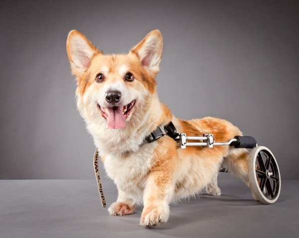 Fabulous Pets Disability Photography