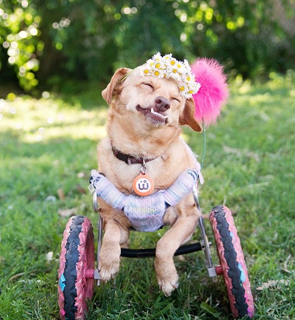 Fabulous Pets Disability Photography