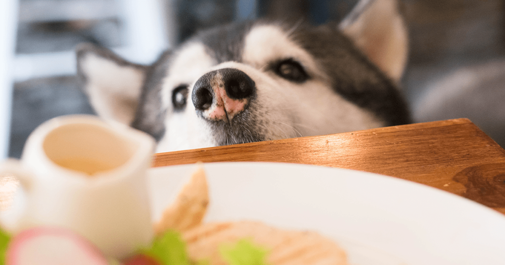 Dogs Making Puppy Dog Eyes To Get Food