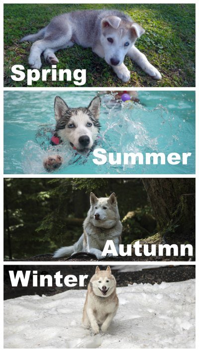 Best Husky Memes