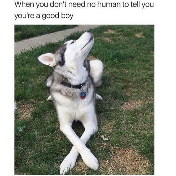 Best Husky Memes