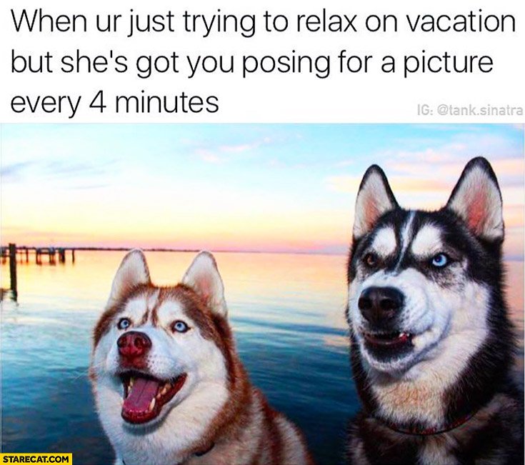 Best Husky Memes