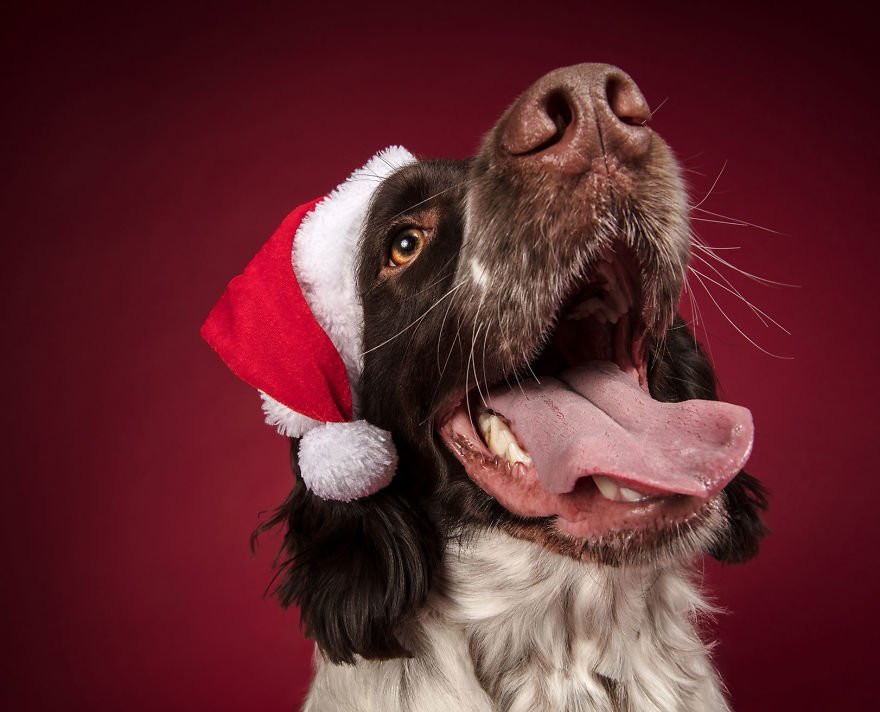 Photos Of Holiday Canines 