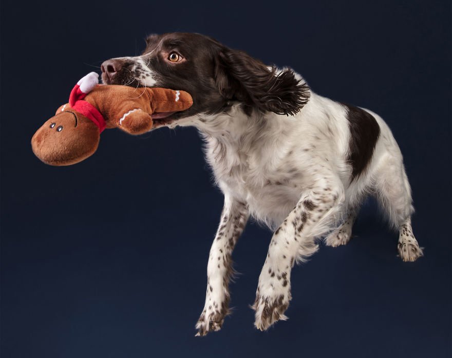 Photos Of Holiday Canines 