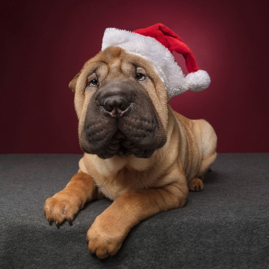 Photos Of Holiday Canines 