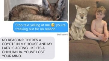 Wife Pranks Husband That She Brought Home A Stray Dog, But Picture Shows A Coyote